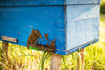 Cropped image of several bees swarming at the entrance to the meadow home on a sunny day. Horizontal view.