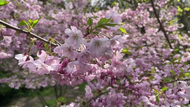 Gently pink cherry blossoms sway in the breeze in the sun.