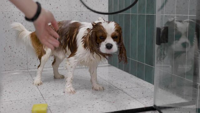 Cavalier King Charles Spaniel at grooming salon having bath. Home Grooming Salon