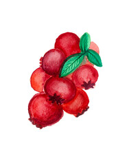 
Cranberry berries isolated on white background. Watercolor painting.
