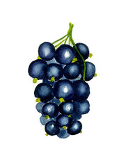 
Watercolor painting. Black currant isolated on white background.
