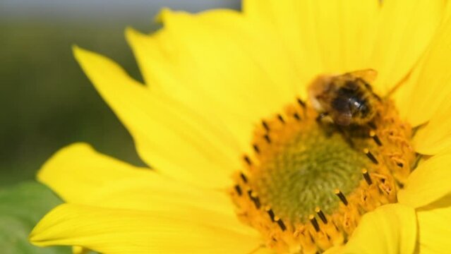 Bee foraging on a sunflower rocking in the wind. Close up macro footage in slow motion.