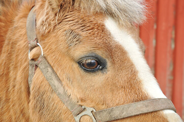 Portrait of a horse