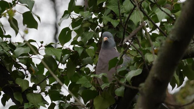 Wood pigeon hides on tree branches from hunter. Bulgaria, Europe animals, birds habitat. Hunting object. 