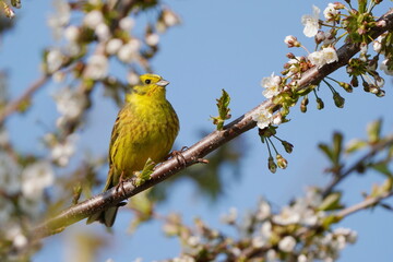 Yellowhammer sitting on the flowering branch with blue background. Emberiza citrinella. Song bird in the nature habitat.