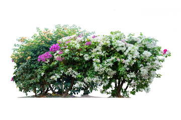 Big bush of bougainvillea with on isolated white background with copy space and clipping path.