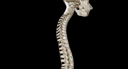 Lateral and Posterior Views of the Spine