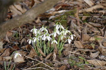 
Schneeglöckchen (galanthus) in einer Gruppenanpflanzung zwischen altem Laub und einem Ast.
