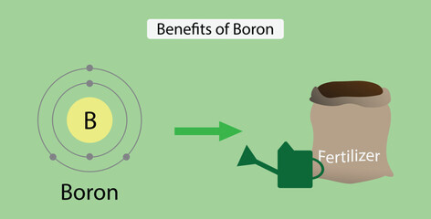 illustration of chemistry, Benefits of Boron, Boron increases flower production and retention, pollen tube elongation and germination and seed and fruit development, fertilizer - obrazy, fototapety, plakaty