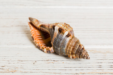 Beach seashells on colored background. Mock up with copy space