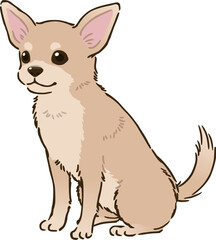 おすわりするチワワ（スムースコート、クリーム）