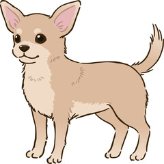 チワワ（スムースコート、クリーム）