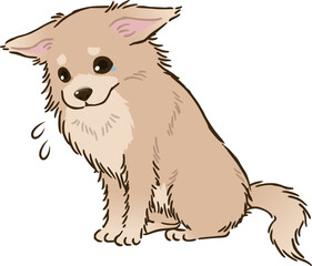 Obraz premium 悲しむチワワ（ロングコート、クリーム）