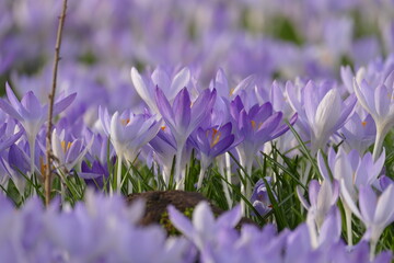 Ein Feld mit Frühlings-Krokusblüten (Crocus vernus), dabei einzelne im Fokus