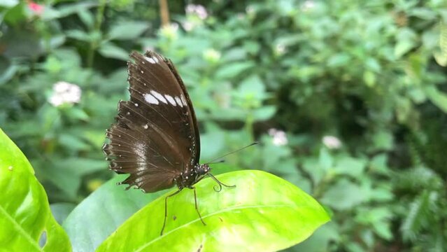Tropical butterfly sitting on a leaf in nature