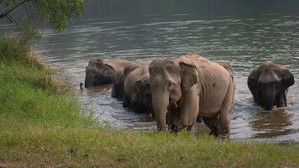 Group of Asian elephants takes a bath happily in the large ponds of natural forest on the mountain...