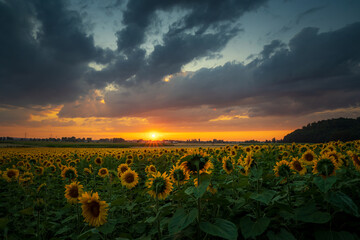 Sunflowers