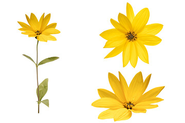 Set of different views of a yellow flower blossom, macro, isolated