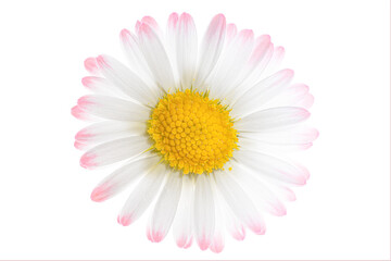White flower, isolated blossom of a daisy, bellis perennis