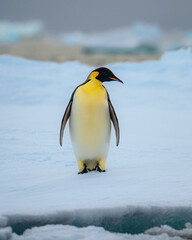 Emperor penguin in Natarctica standing and walk on snow © Mathias