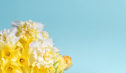 Yellow flowers daffodils on blue background. Bouquet of yellow narcissus or daffodil on bright blue background. Greeting Card for Mothers Day, Birthday, March 8.