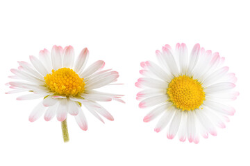 Set of White flower, isolated blossom of a daisy, bellis perennis