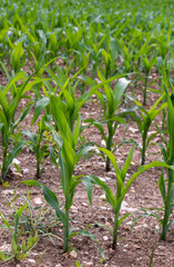 Young corn plants growing in a field