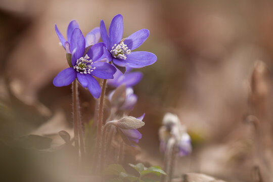 Anemone hepatica (Hepatica nobilis), common hepatica, liverwort, kidneywort, pennywort