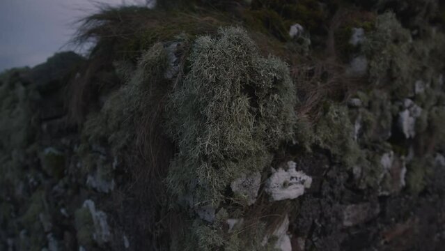 Shot of the ruin of an ancient kirk founded by St Columba. Moss growing on the stone bricks blows in the wind. Filmed on the Isle of Lewis, part of the Outer Hebrides of Scotland.