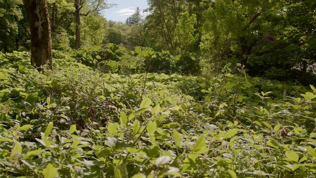 Static shot of leaves, grass, nettles, weeds and trees in a forest during the summer. A calm wind blows their leaves. Shot in Stornoway on the Isle of Lewis, part of the Outer Hebrides of Scotland.