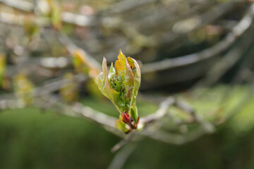 Aronia melanocarpa orange-green leaves of a tree