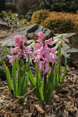 Pink and white hyacinth flowers in springtime in a botanical garden.