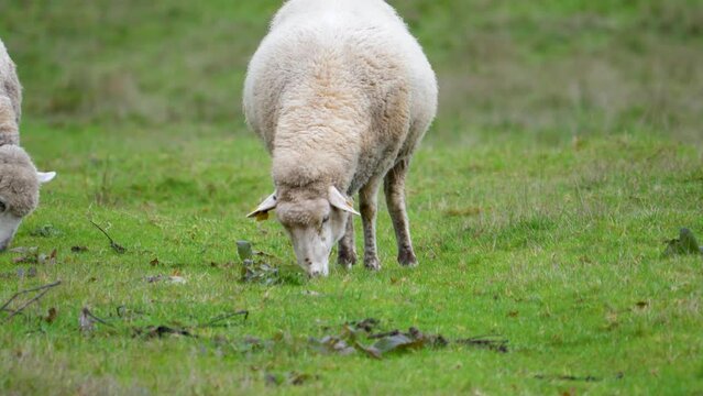 Single sheep grazes on grassy field, ourense, sandi&aacute;s, spain