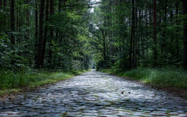 Gravel road stretches through dense forest, with tall trees on either side