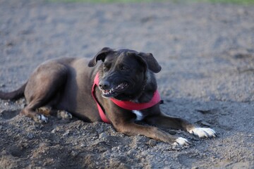 Angry black dog lying on the sand in the park, wearing a red leash