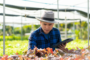 Young man holding tablet in vegetable garden examining green acorns and lettuce at greenhouse farm Asian farmers enjoy hydroponic farming.