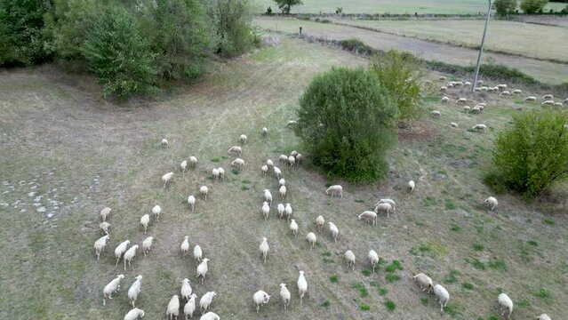 Aerial view of sheep herd grazing in field of town hall of ferreira de panton, lugo, spain