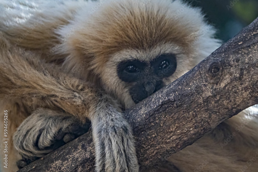 Poster close-up of a gibbon monkey perched on a tree branch