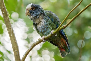 Close-up shot of a White-crowned parrot perched on a tree twig in spring