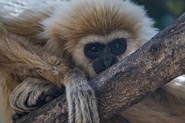Close-up of a Gibbon monkey perched on a tree branch