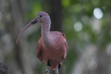 Close-up shot of an ibis on a blurred background in the forest