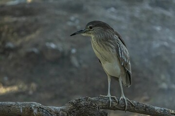 Obraz premium Black-crowned night heron perched on a barren tree branch