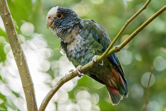 Close-up shot of a White-crowned parrot perched on a tree twig in spring