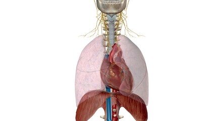 The main respiratory muscles are the diaphragm, intercostals and
