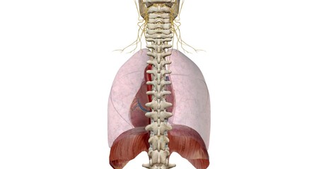 The main respiratory muscles are the diaphragm, intercostals and