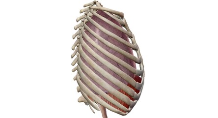 Your thoracic cavity is a space in your chest that contains orga