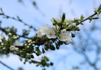 flowering fruit trees in spring, flowering tree