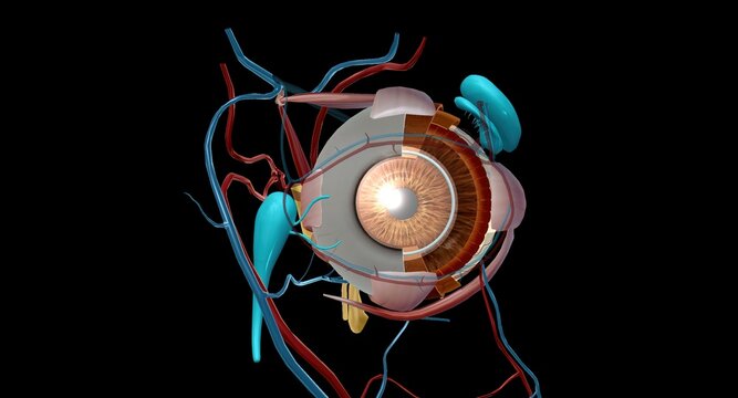 The lacrimal apparatus is the physiological system containing the orbital structures for tear production and drainage.