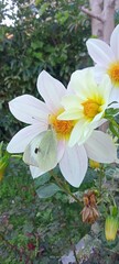 amazing flower