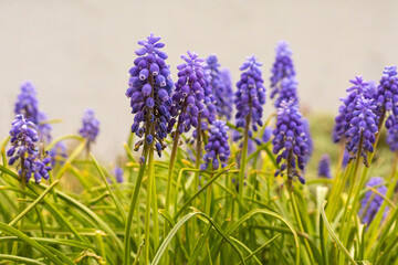 Obraz premium grape hyacinth (muscari armeniacum)